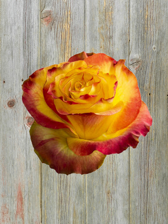 NEWSFLASH  BICOLOR YELLOW AND RED GARDEN ROSE